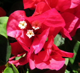 Les fleurs blanches des bougainvilliers