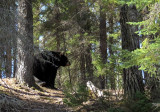un ours dans les bois