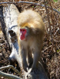 Macaque sur la souche