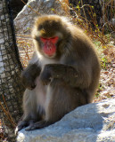 Macaque en contrejour