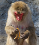 Le singe  la pelure dorange