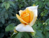 Rose orange du Rosengarten