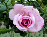 Rose rose du Rosengarten