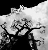 baobab en noir et blanc