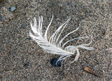 plume éperdue