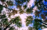 le faîte des arbres