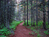la forêt mortifiée