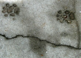 pattes de minou dans le béton