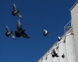 sept pigeons au hasard