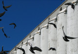 pigeons blancs bleus