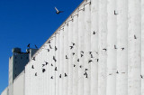 Pigeons flight