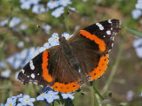 Red Admiral 02