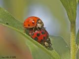Ladybug 02