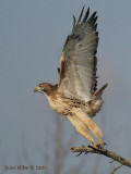 Red-tailed Hawk 14