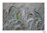 Flore 2012