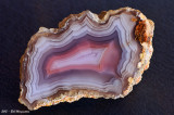 Laguna Agate - WM09