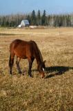 Lac La Croix Indian Pony Grazes