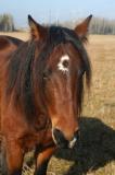 Lac La Croix Indian Pony - Mare