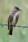 Olive-sided Flycatcher