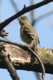 Yellow-bellied Flycatcher