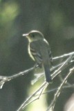 Willow Flycatcher
