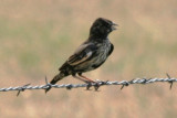 Lark Bunting (prebasic molt, male)