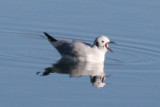 Bonapartes Gull (adult basic)