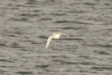 Rosss Gull (adult basic)