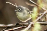 Blue-headed Vireo