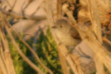 Gray Vireo