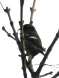 White-winged Crossbill (ad fem)