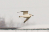 Little Gull (1st basic)