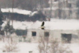 Little Gull (definitive basic)