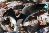Lesser Black-backed Gull - wings spread