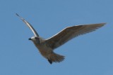Iceland Gull (?) - in flight