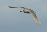 Iceland Gull(?) - in flight