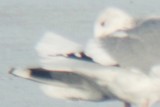 Possible adult Vega Gull in Colorado