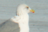 Possible adult Vega Gull in Colorado