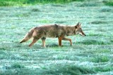 Coyote (Colorado)