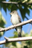Eastern Wood-Pewee