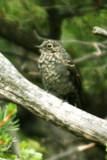 Townsends Solitaire (juv)