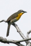 Yellow-breasted Chat (alternate male)