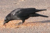 American Crow