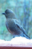Brown-capped Rosy-Finch (imm male)