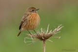 Stonechat.(female)