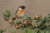 Stonechat.