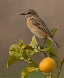 Stonechat.(female)