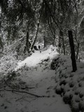 Snow covered trail near Abbotts Ranch