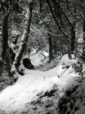 Snow covered trail near Abbotts Ranch