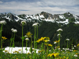 Flowers, snow and peaks